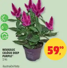 Penny Market Nevadlec celósie deep purple nabídka