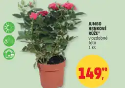 Penny Market Jumbo hrnkové růže nabídka