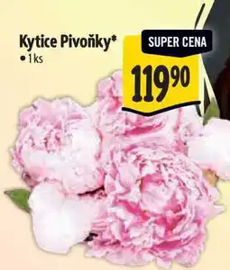 Albert Kytice Pivoňky 1 ks nabídka