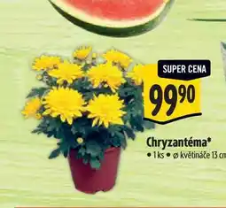 Albert Chryzantéma, pr. květináče 13 cm nabídka