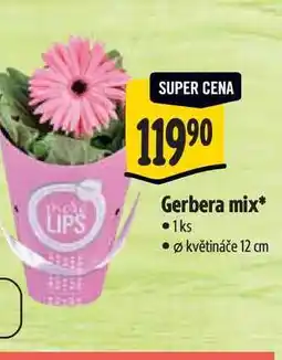 Albert Gerbera mix, pr. květináče 12 cm nabídka