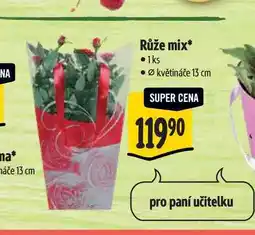Albert Růže mix pr. květináče 13 cm nabídka