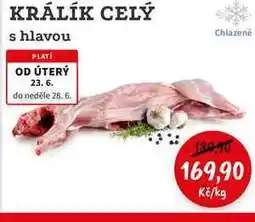 RABBIT řeznictví KRÁLÍK CELÝ s hlavou nabídka