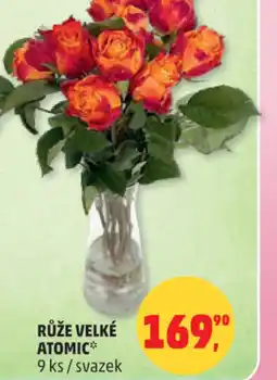 Penny Market Růže velké atomic nabídka