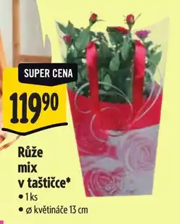 Albert Růže mix v taštičce nabídka