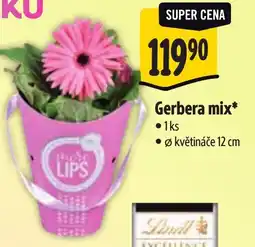 Albert Gerbera mix nabídka
