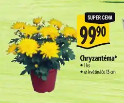 Albert Chryzantéma nabídka