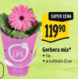 Albert Gerbera mix nabídka