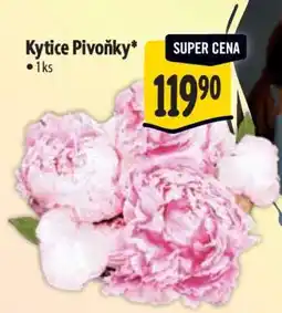 Albert Kytice Pivoňky nabídka