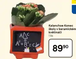 Tesco Kalanchoe Konec školy v keramickém květináči nabídka