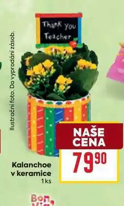 Billa Kalanchoe v keramice 1ks nabídka