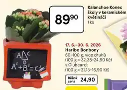 Tesco Kalanchoe Konec školy v keramickém květináči, 1 ks nabídka