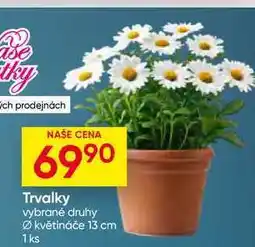 Hruška Trvalky vybrané druhy květináče 13 cm 1ks nabídka