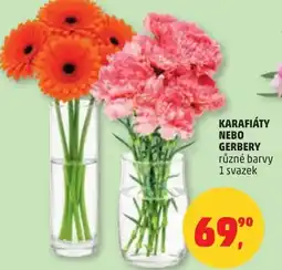 Penny Market Karafiáty nebo gerbery nabídka