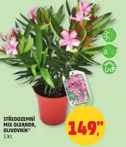 Penny Market Středozemní mix oleandr, olivovník nabídka