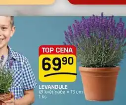Flop LEVANDULE květináče = 13 cm 1 ks nabídka