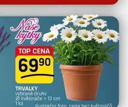 Flop TRVALKY vybrané druhy Ø květináče = 13 cm 1 ks nabídka