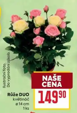 Billa Růže Duo nabídka