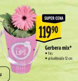 Albert Gerbera mix nabídka