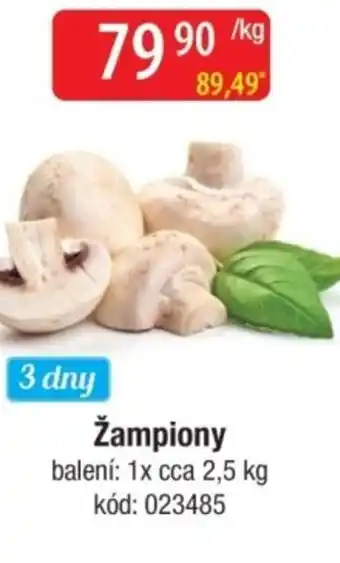 Qanto Žampiony nabídka