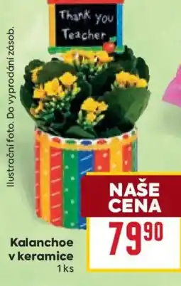 Billa Kalanchoe v keramice nabídka