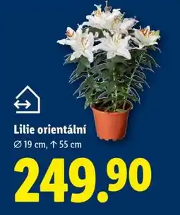 Lidl LILIE ORIENTÁLNÍ nabídka