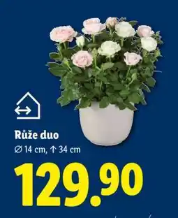 Lidl Růže Duo nabídka