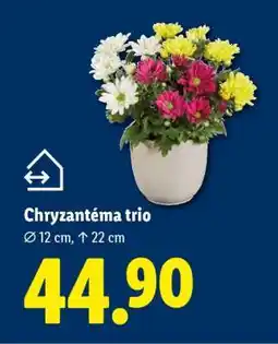 Lidl Chryzantéma „Trio“ nabídka
