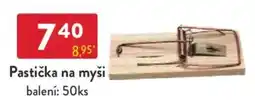Qanto Pastička na myši nabídka