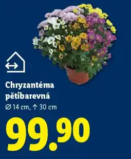 Lidl Chryzantéma pětibarevná nabídka