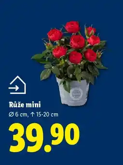 Lidl Růže mini nabídka