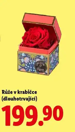 Lidl Růže v krabičce (dlouhotrvající) nabídka