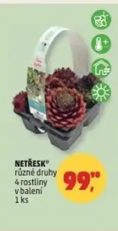 Penny Market Netřesk nabídka
