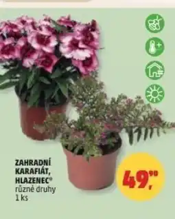 Penny Market Zahradní karafiát, hlazenec nabídka