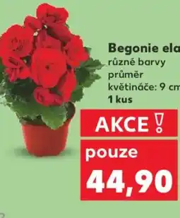 Kaufland Begonie elatior nabídka