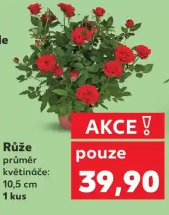 Kaufland Růže nabídka