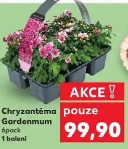 Kaufland Chryzantéma Gardenmum nabídka