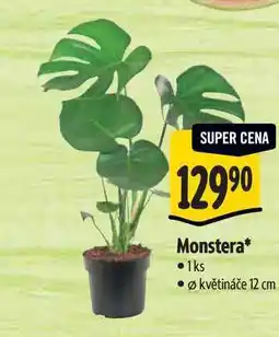 Albert Monstera, pr. květináče 12 cm nabídka