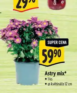 Albert Astry mix, pr. květináče 12 cm nabídka