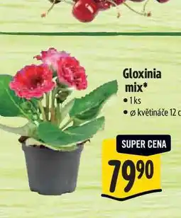 Albert Gloxinia mix, pr. květináče 12 cm nabídka