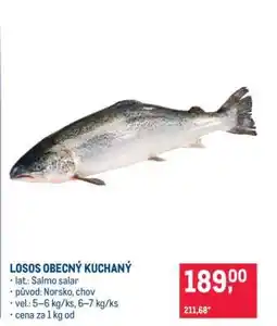 Makro Losos obecný kuchaný nabídka