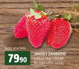 Terno Jahody zahradní nabídka