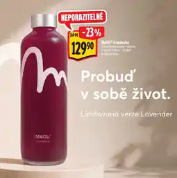 Albert MAGU® Kombucha nabídka