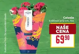 Billa Celosia nabídka