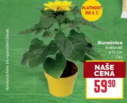 Billa Slunečnice nabídka