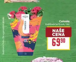 Billa Celosia květináč o 12 cm, 1 ks nabídka