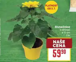 Billa Slunečnice květináč Ø 12 cm 1ks nabídka