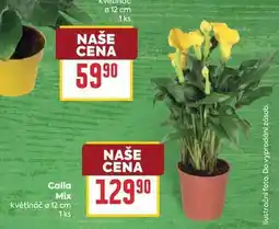 Billa Calla Mix květináč o 12 cm 1ks nabídka