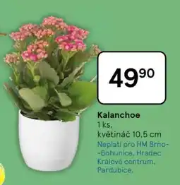 Tesco Kalanchoe nabídka