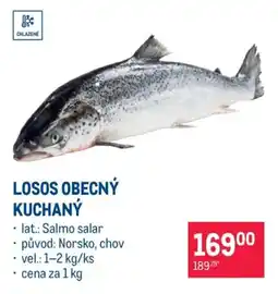 Makro Losos obecný kuchanỳ nabídka